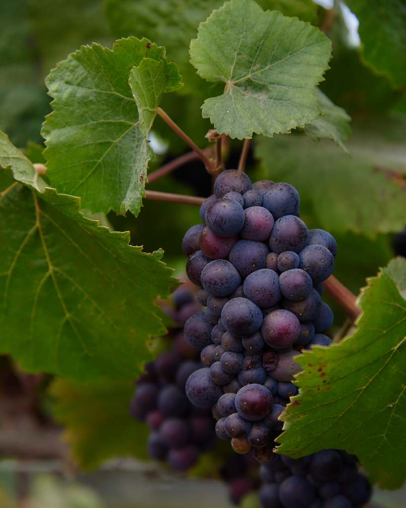 Carmenere, un vino distintivo en la viticultura y gastronomía chilena