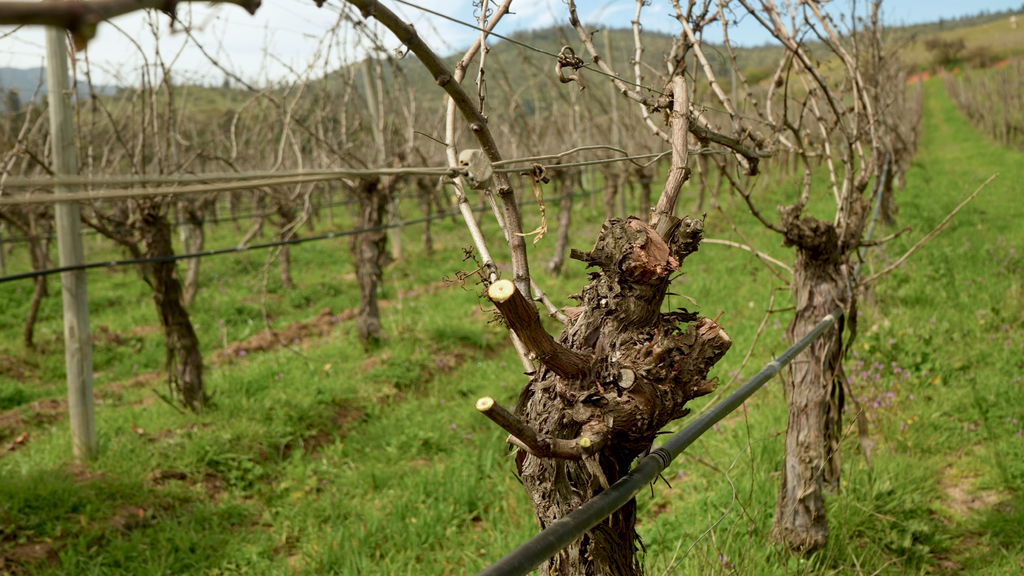 Labores de Estación: Cuidados del viñedo en invierno